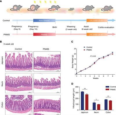 Prenatal Maternal Stress Exacerbates Experimental Colitis of Offspring in Adulthood